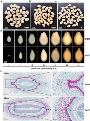 Genetic mapping and genome-wide association study identify BhYAB4 as the candidate gene regulating seed shape in wax gourd (Benincasa hispida)